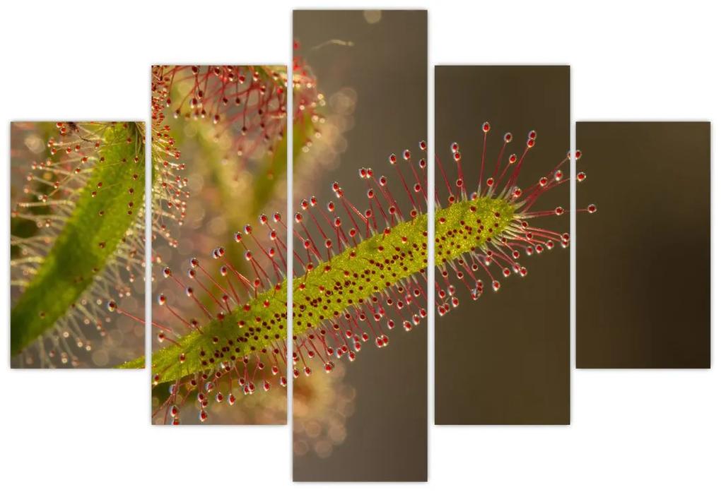 Obraz rastliny (150x105 cm)