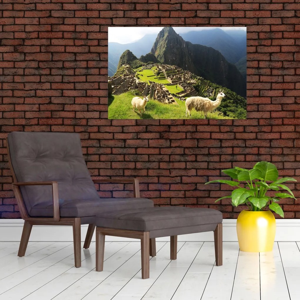 Obraz - Lamy v Machu Picchu (90x60 cm)