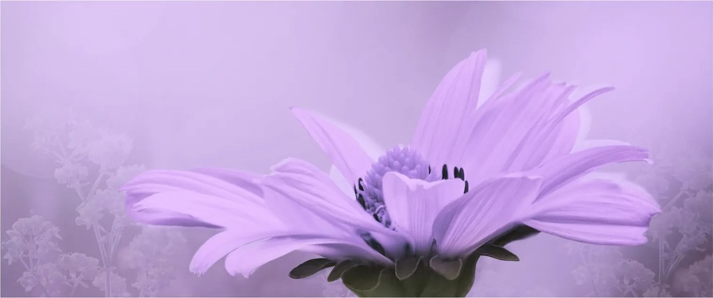 Obraz - Fialový kvet (120x50 cm)