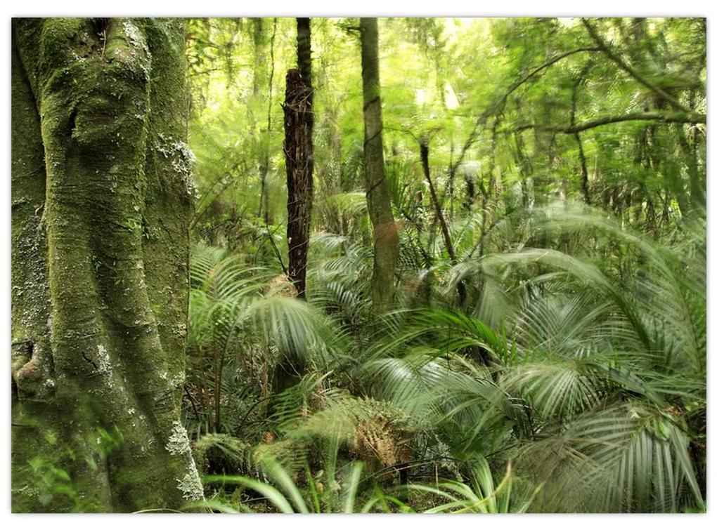 Sklenený obraz Tropický dažďový prales (70x50 cm)