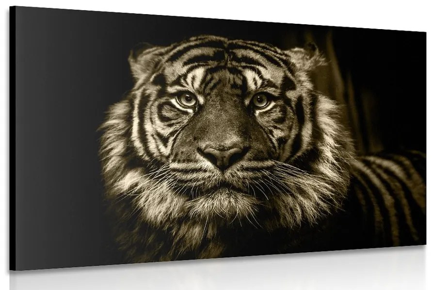 Obraz tiger v sépiovom prevedení
