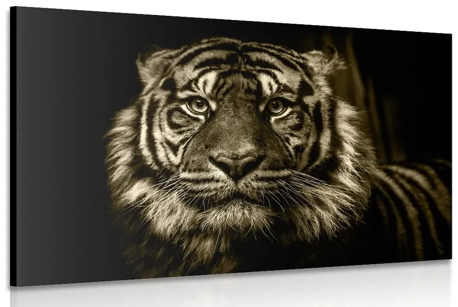Obraz tiger v sépiovom prevedení