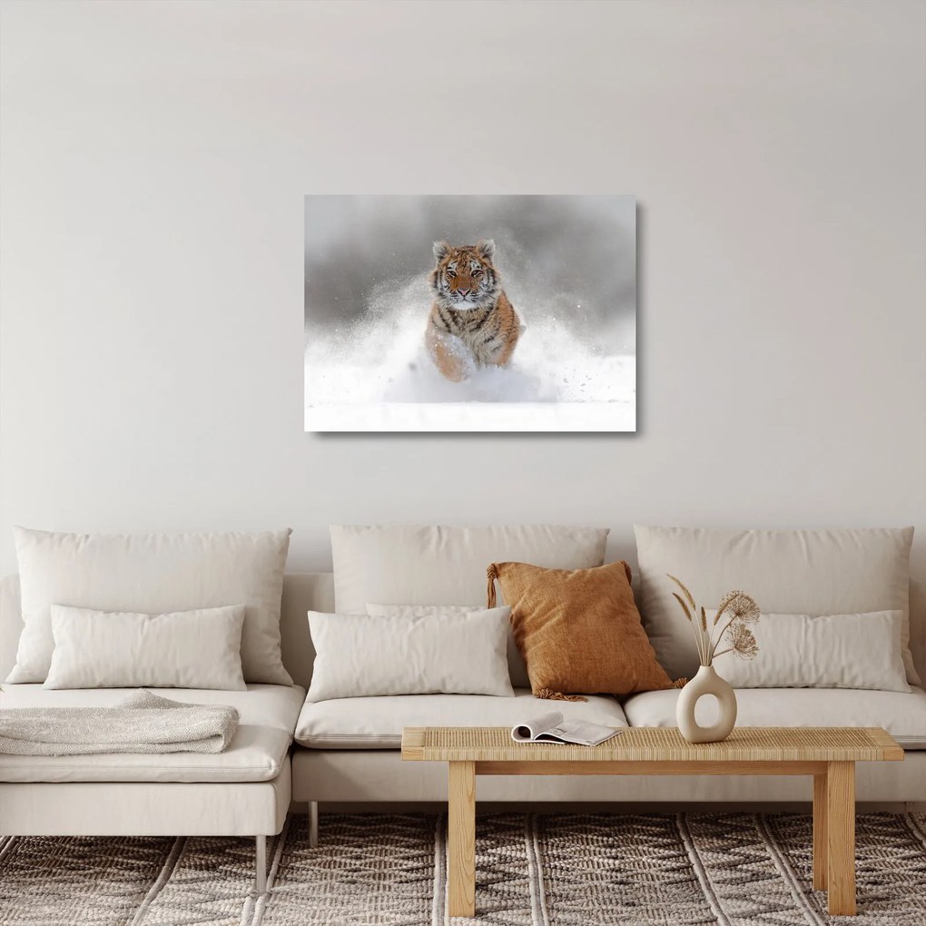 Sklenený obraz bežiaceho tigra v snehu (70x50 cm)