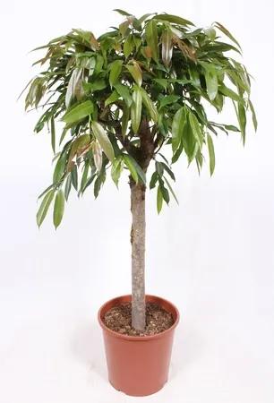 Fikus - Ficus binnendijkii "Amstel King" Stem 30x140 cm