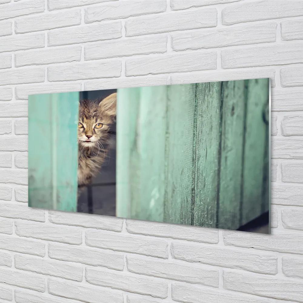 Obraz na akrylátovom skle Zaglądający cat 125x50 cm