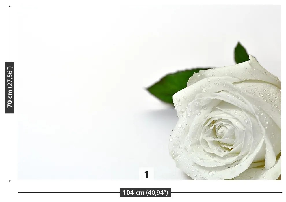 Fototapeta Vliesová Biela ruža 312x219 cm