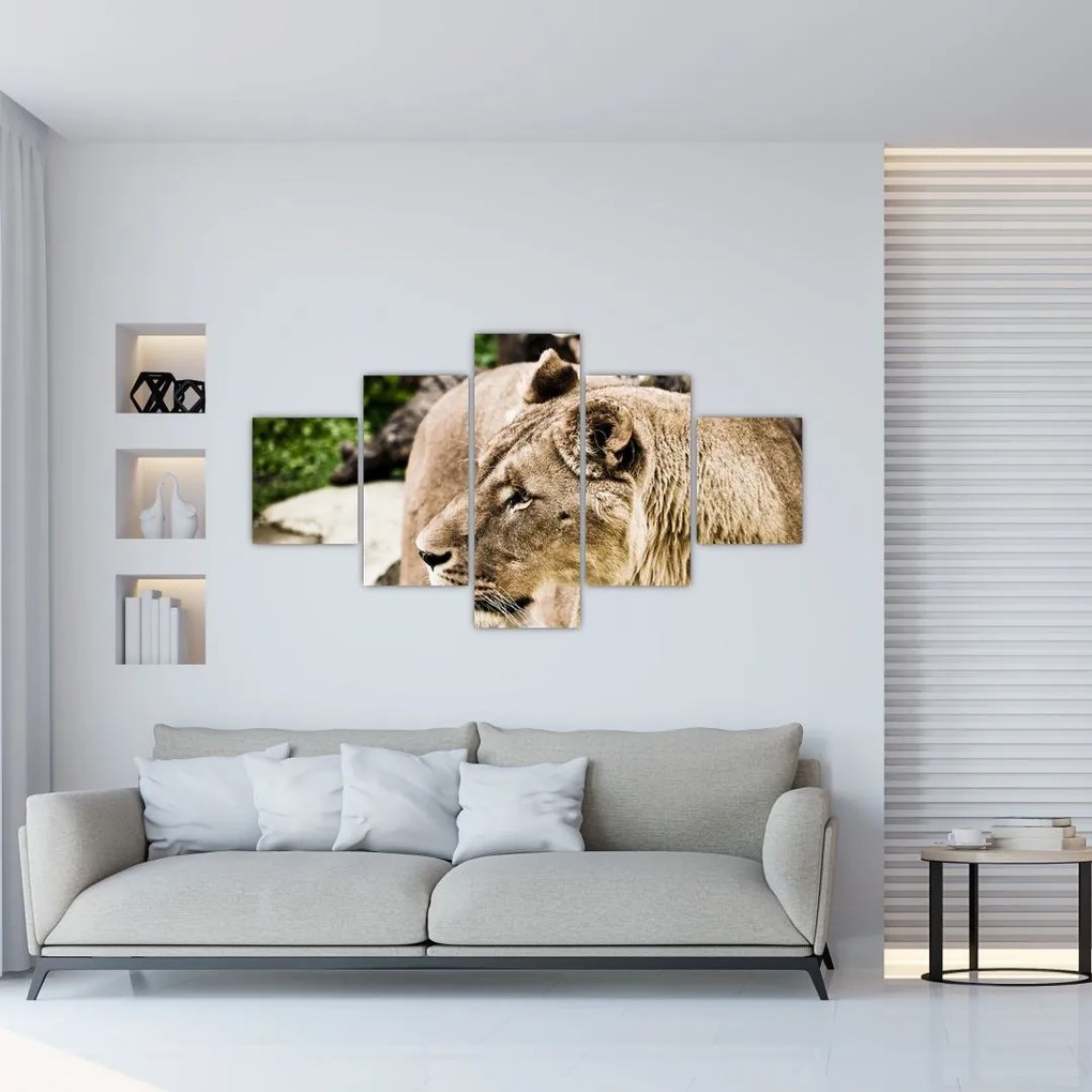 Obraz levice (125x70 cm), 40 ďalších rozmerov