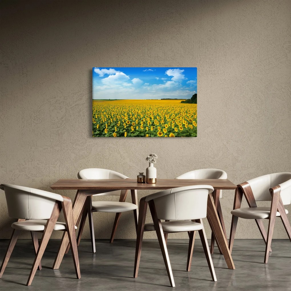 Obraz - pás slnečníc (90x60 cm)