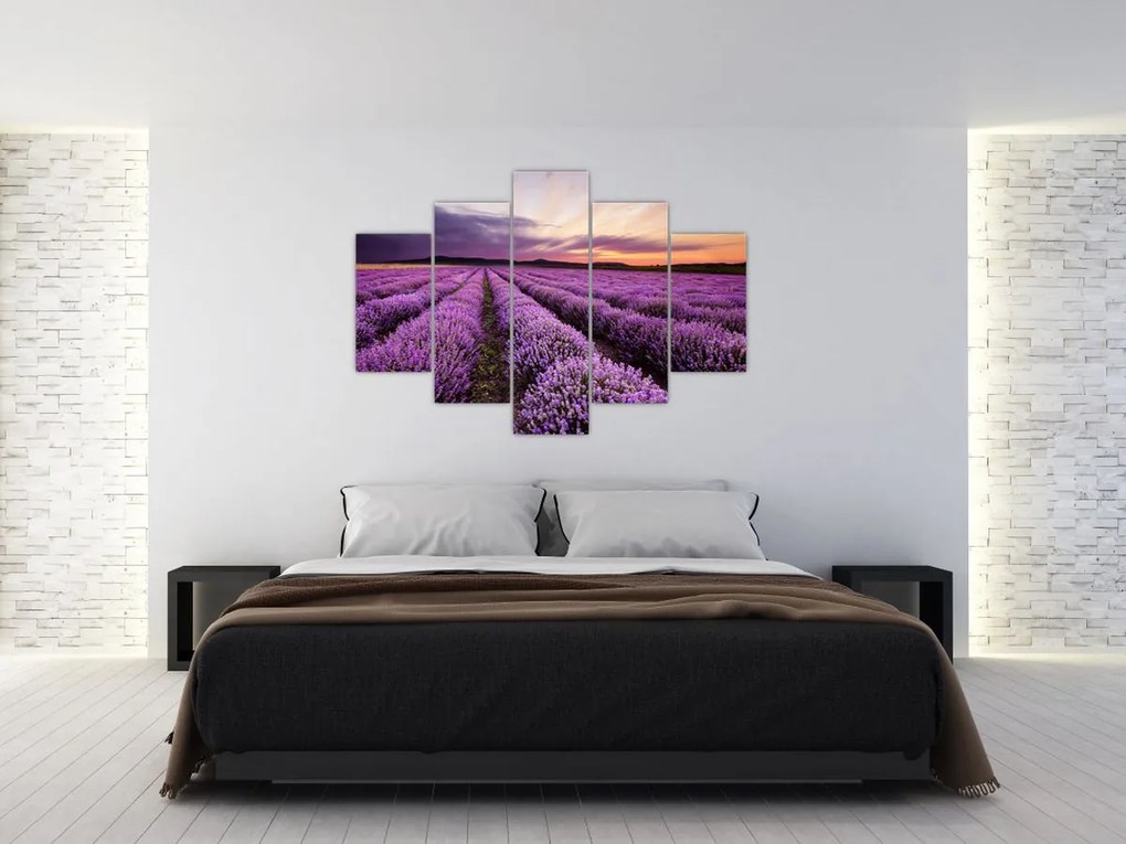 Obraz - Levanduľové pole pri západe slnka (150x105 cm)