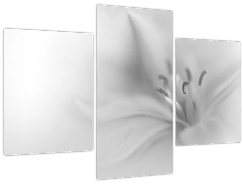 Obraz - Jemná ľalia (90x60 cm)