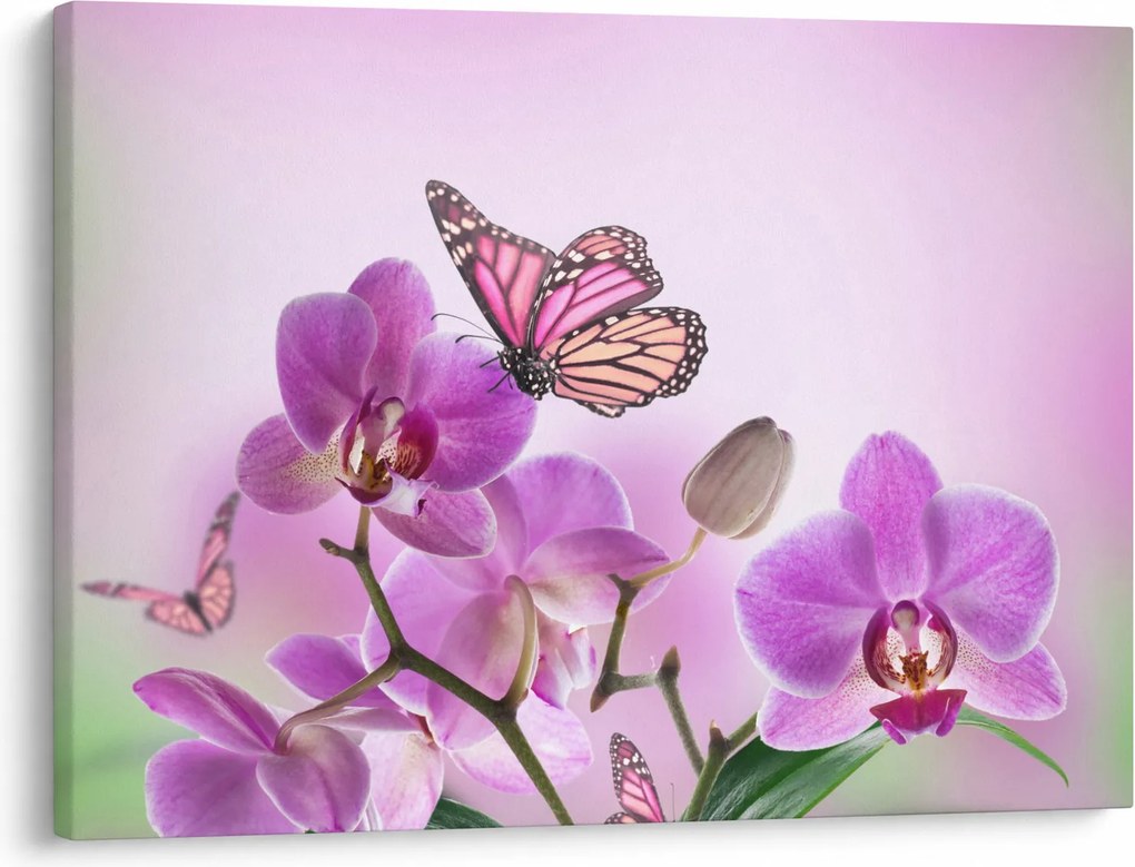 Obraz - Motýľ na kvetoch orchidey, lila (70x50 cm)