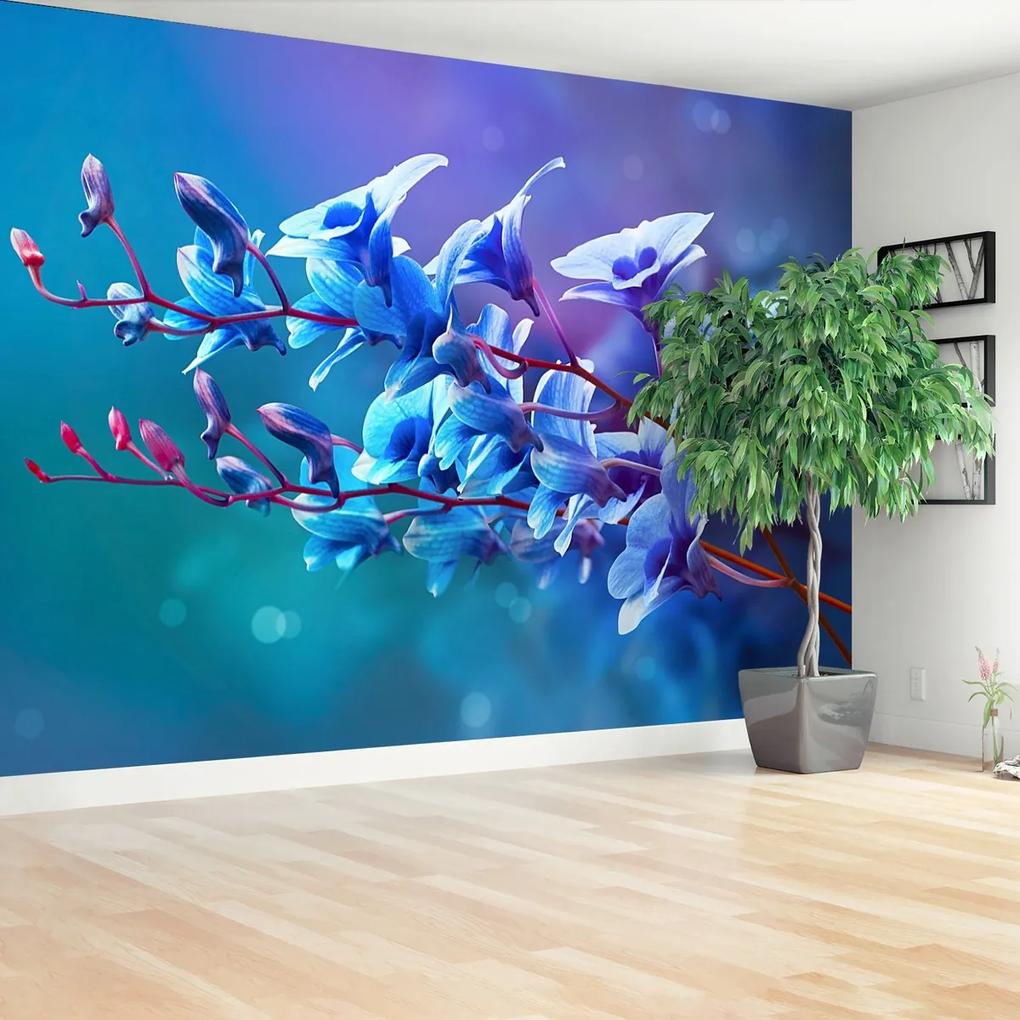 Fototapeta modrá orchidea