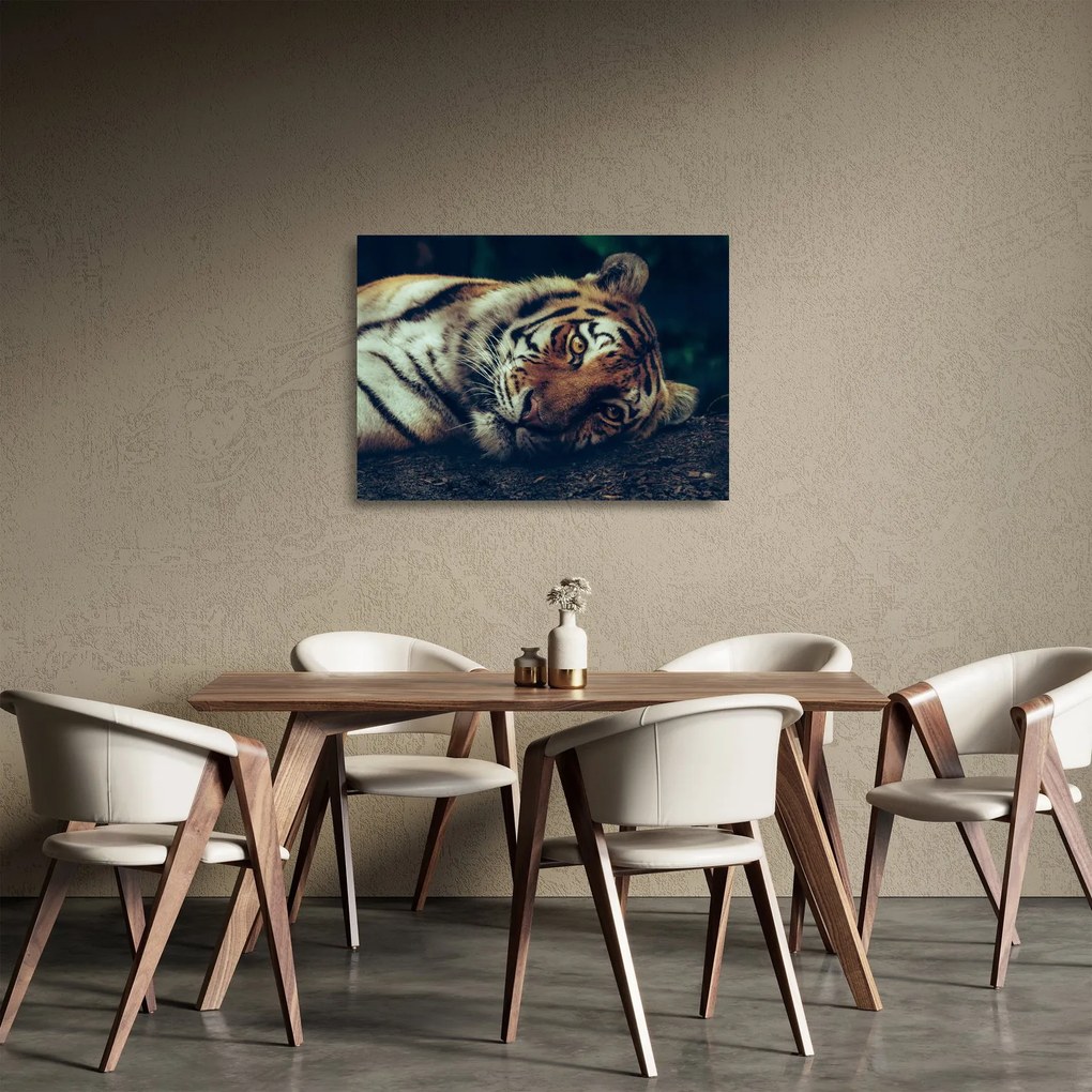 Sklenený obraz - Tiger Sibírsky (70x50 cm)