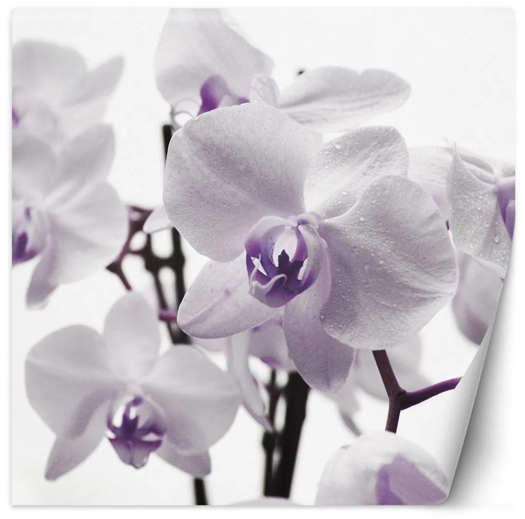 Fototapeta, Fialové okvětní lístky orchidejí - 300x300 cm