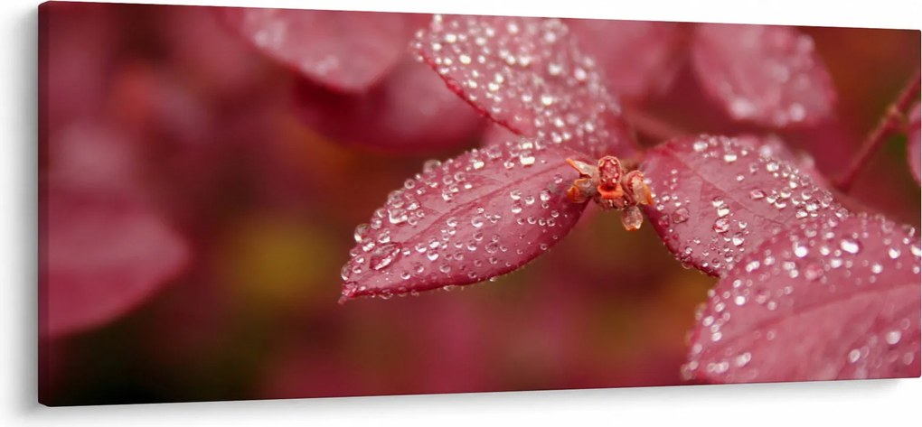 Obraz - Makro snímka lístka (120x50 cm)