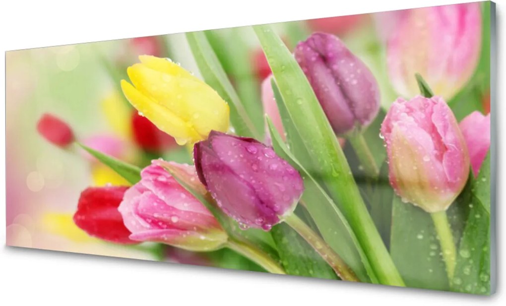 Obraz na skle Tulipány Kvety Rastlina