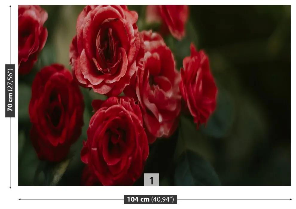Fototapeta Vliesová Vintage ruže 208x146 cm