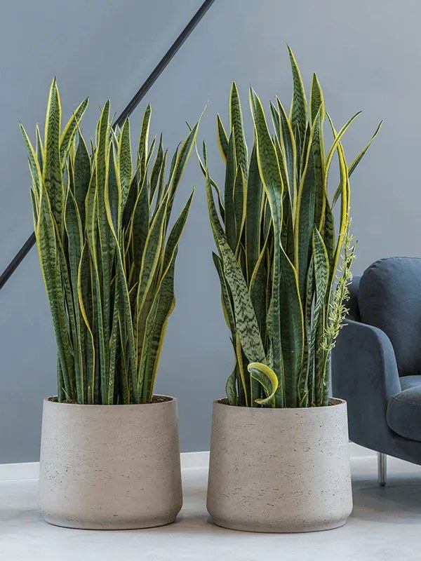 Sansevieria laurentii Tuft Pots. 31 cm v.80 cm