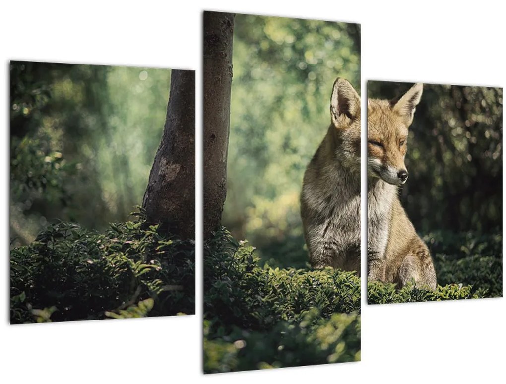 Obraz líšky (90x60 cm)