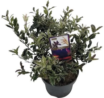 Cezmína ostrolistá Ilex aquifolium 'Ingramii' 30-35 cm kvetináč 5 l