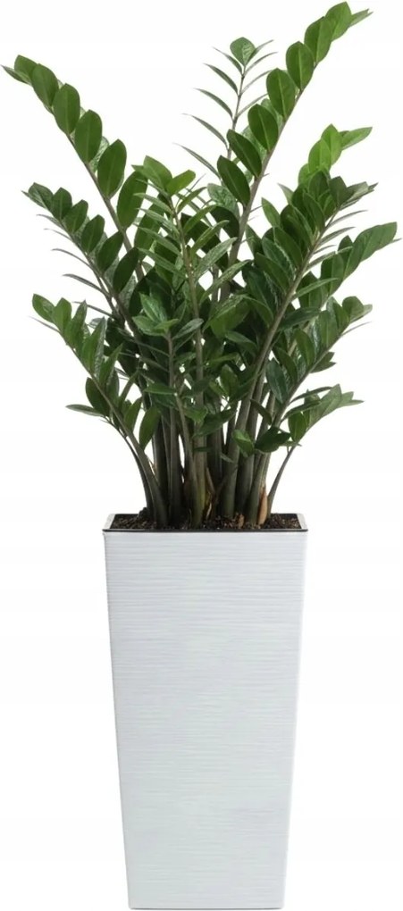 Sada 3 ks květináčů Porto Riflo 57x29,5/46x24,7/36,6x18,9 cm bílá