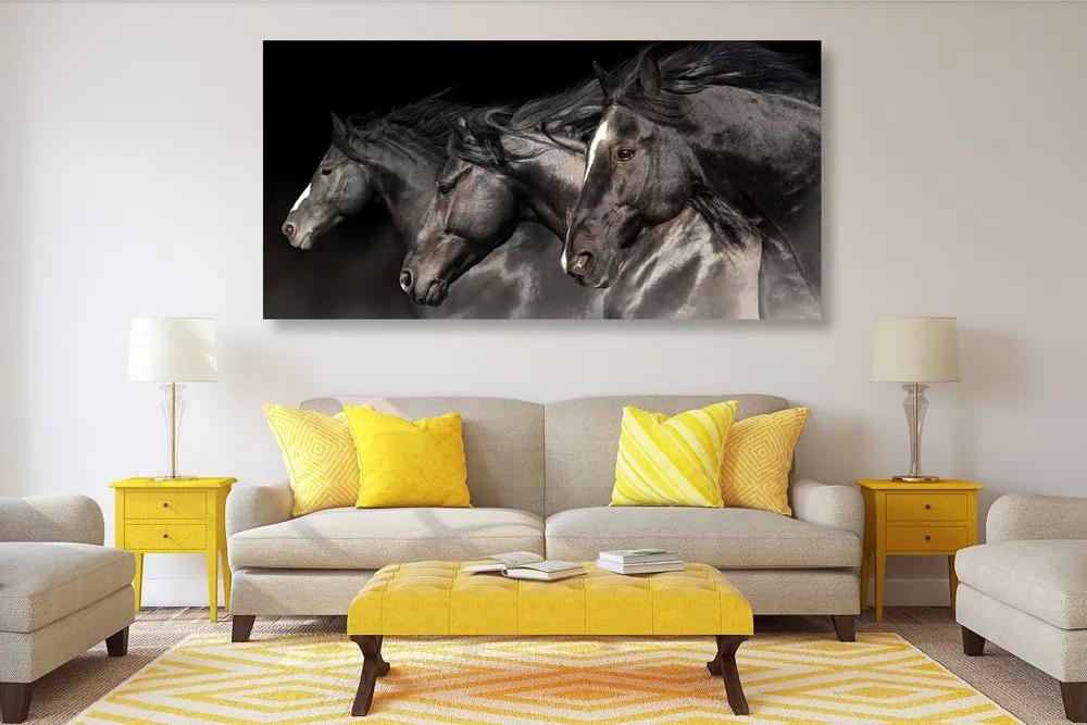 Obraz nádherné kone