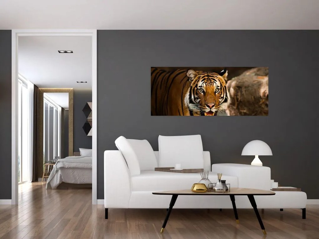 Obraz tigra (120x50 cm)