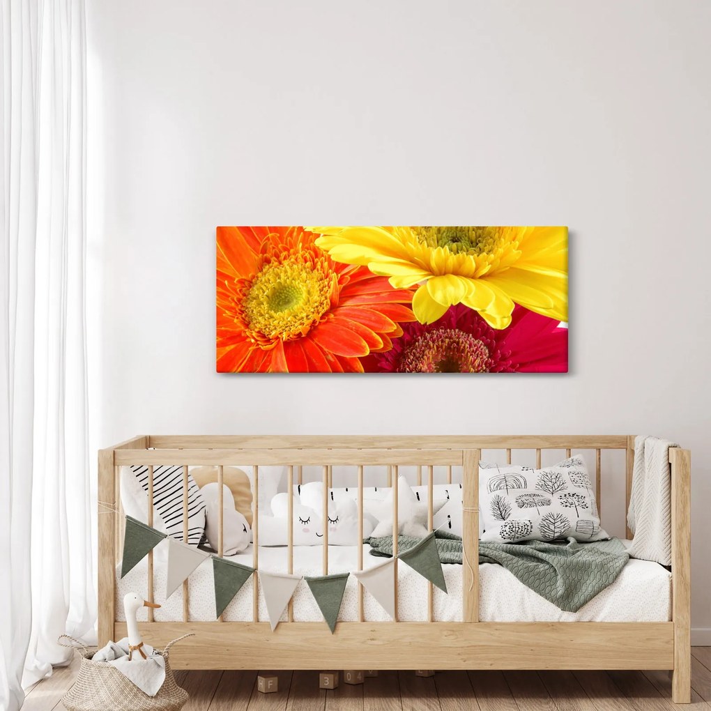Obraz - Kvety Gerbery (120x50 cm)