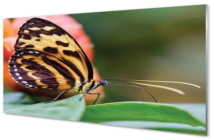 Obraz na akrylátovom skle Motýľ 125x50 cm