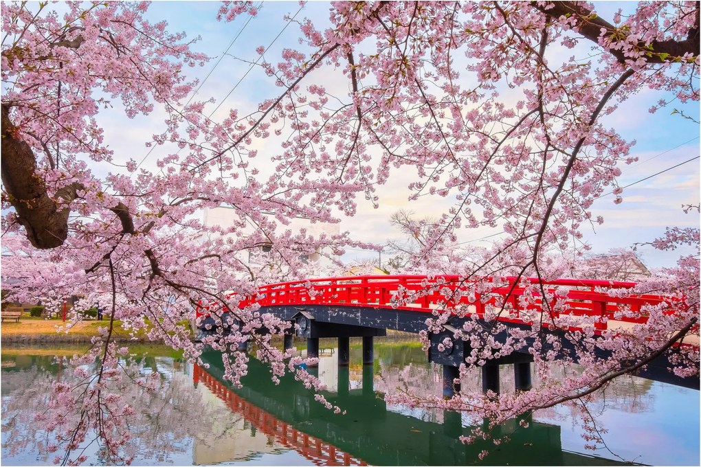 Obraz - Hirosaki, Japonsko (90x60 cm)