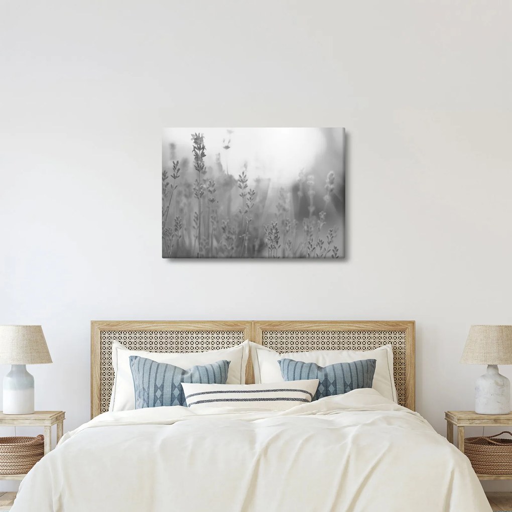 Obraz - Levanduľa (70x50 cm)