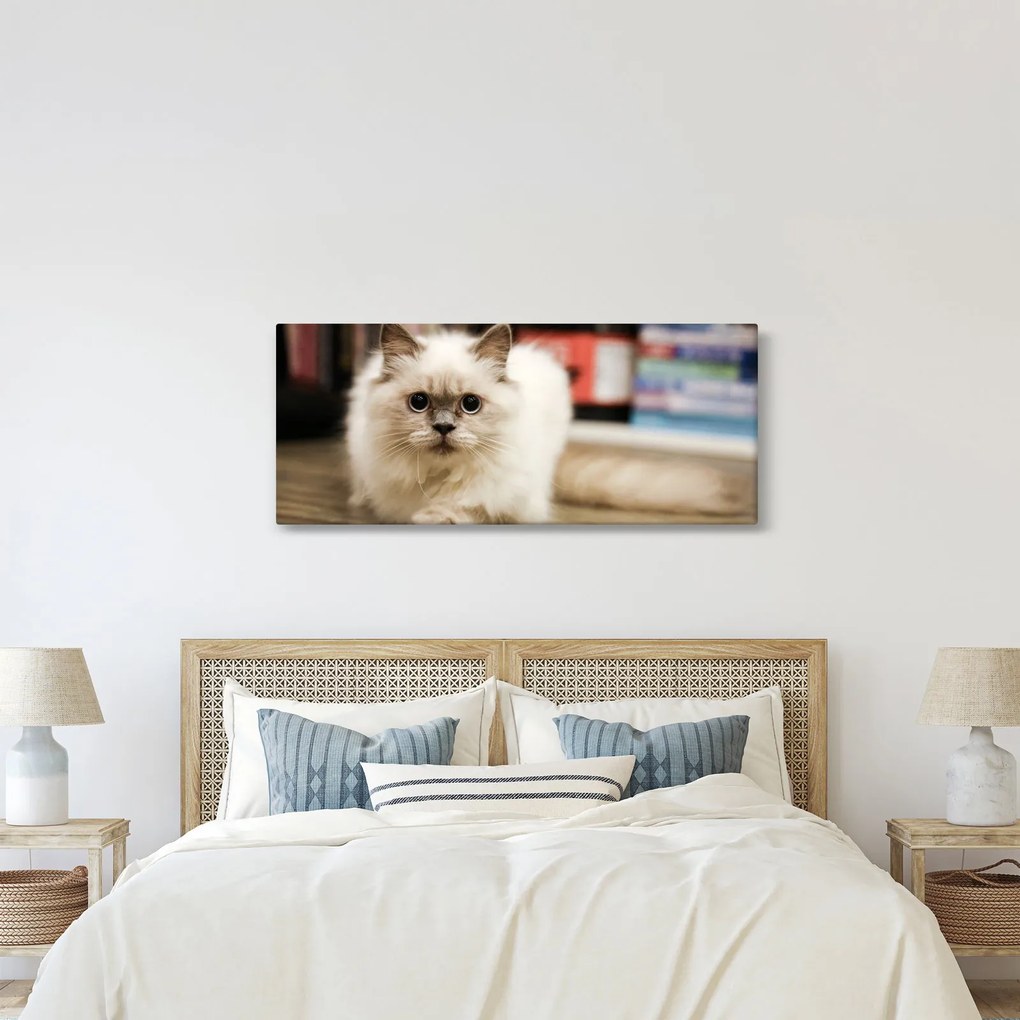 Obraz bielej mačky (120x50 cm)