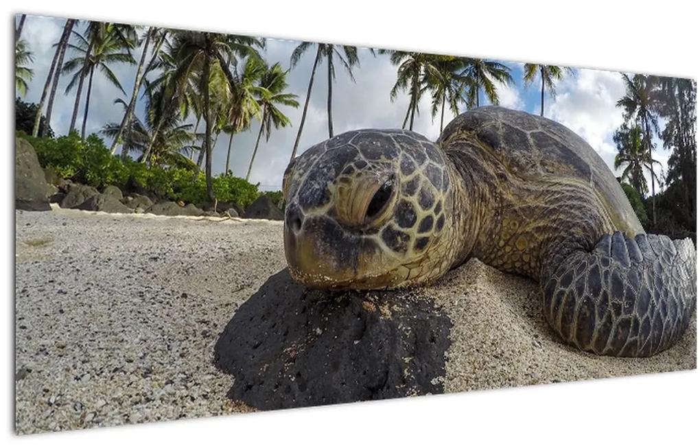 Obraz korytnačky (120x50 cm)