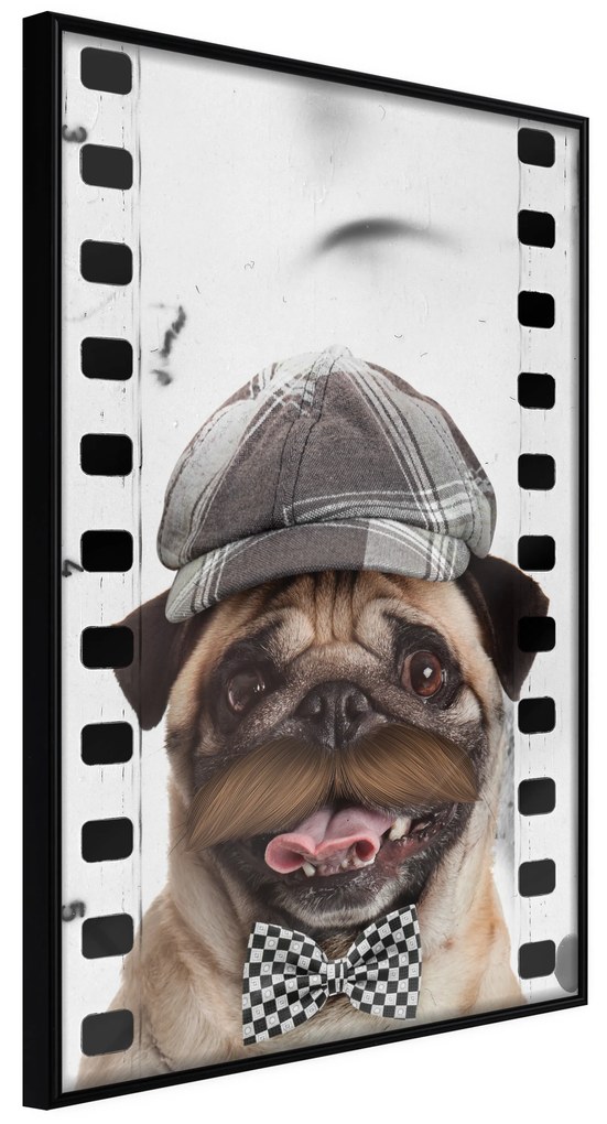 Artgeist Plagát - Pug In Hat [Poster] Veľkosť: 20x30, Verzia: Zlatý rám