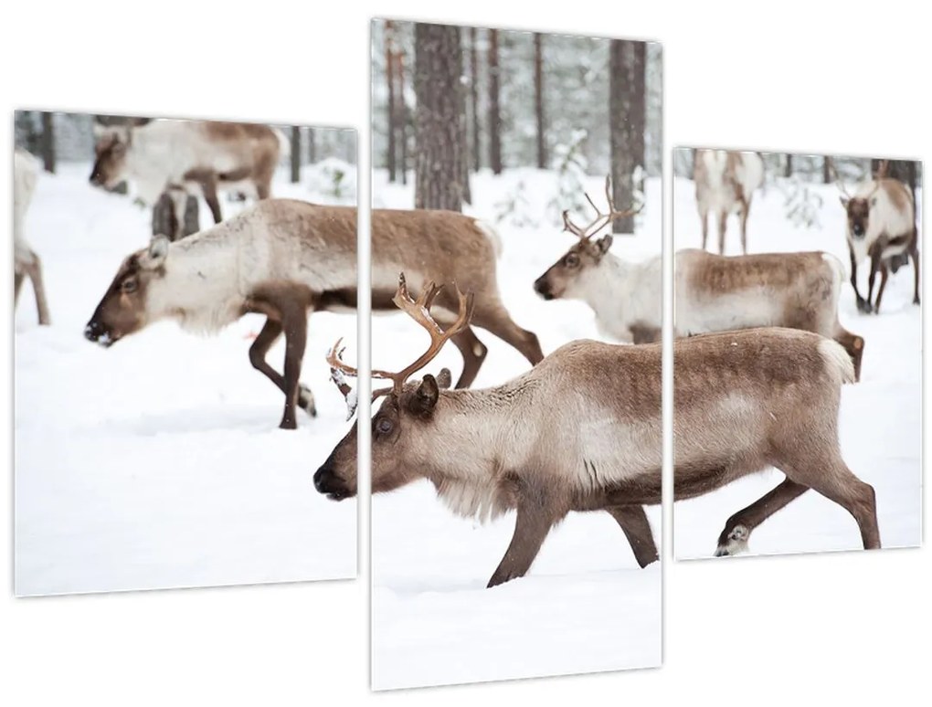 Obraz - Soby (90x60 cm)