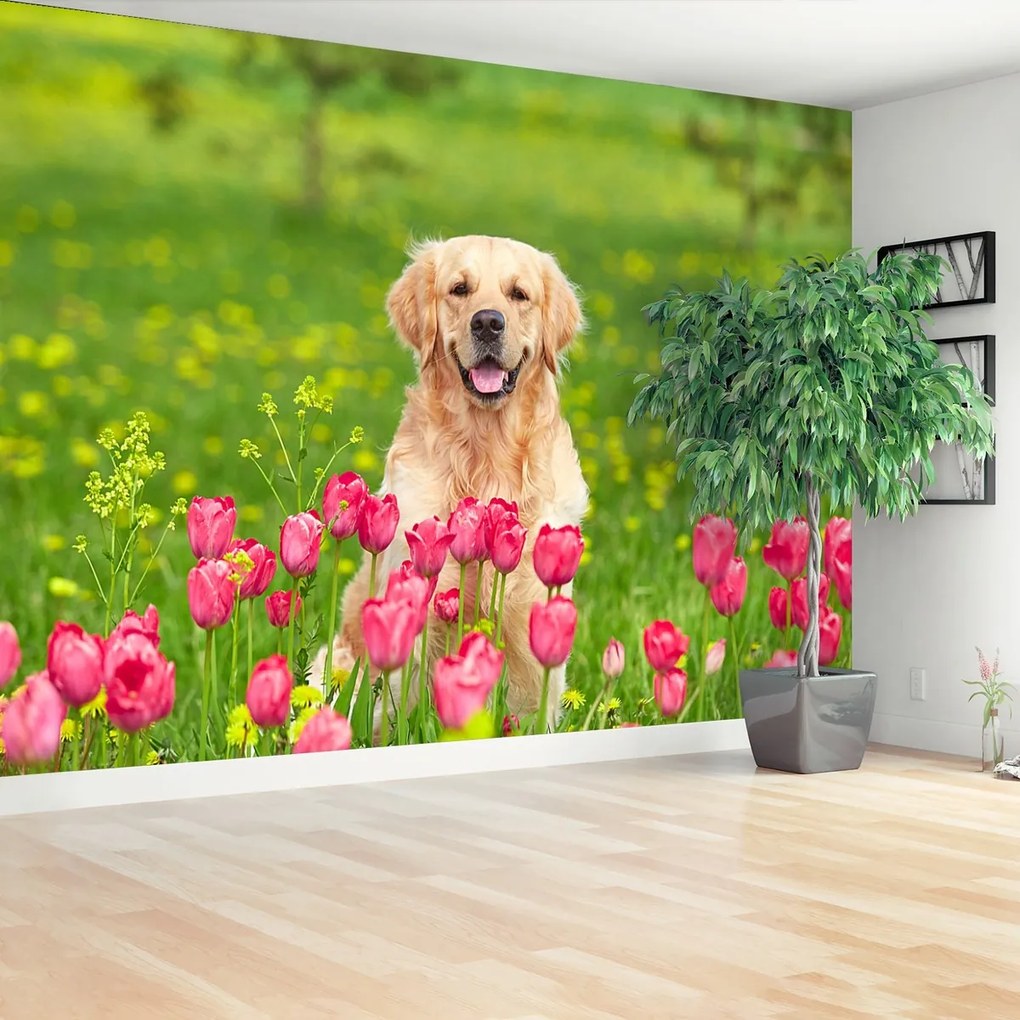 Fototapeta Psí Tulipány