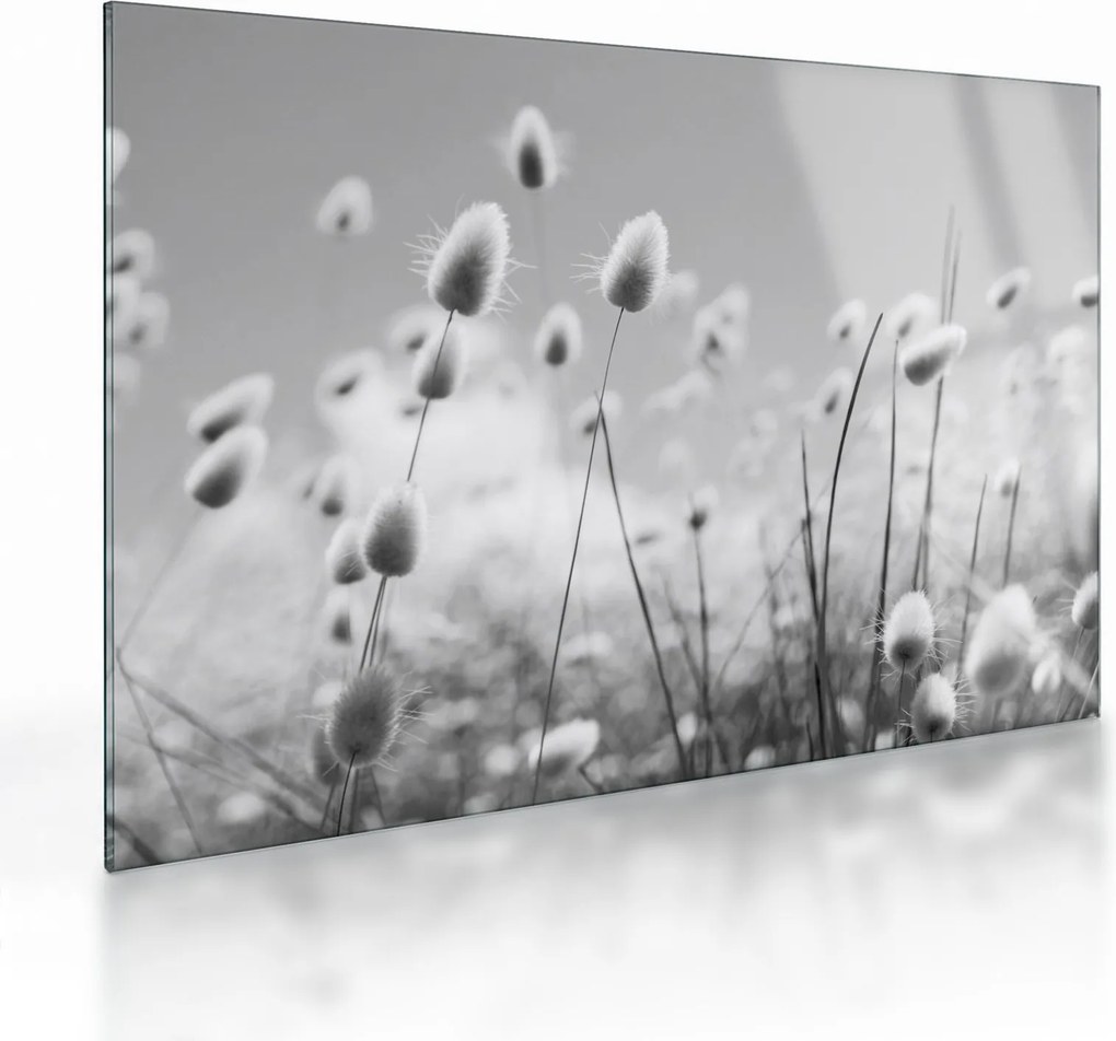 Sklenený obraz - Boho bunny tail grass (70x50 cm)