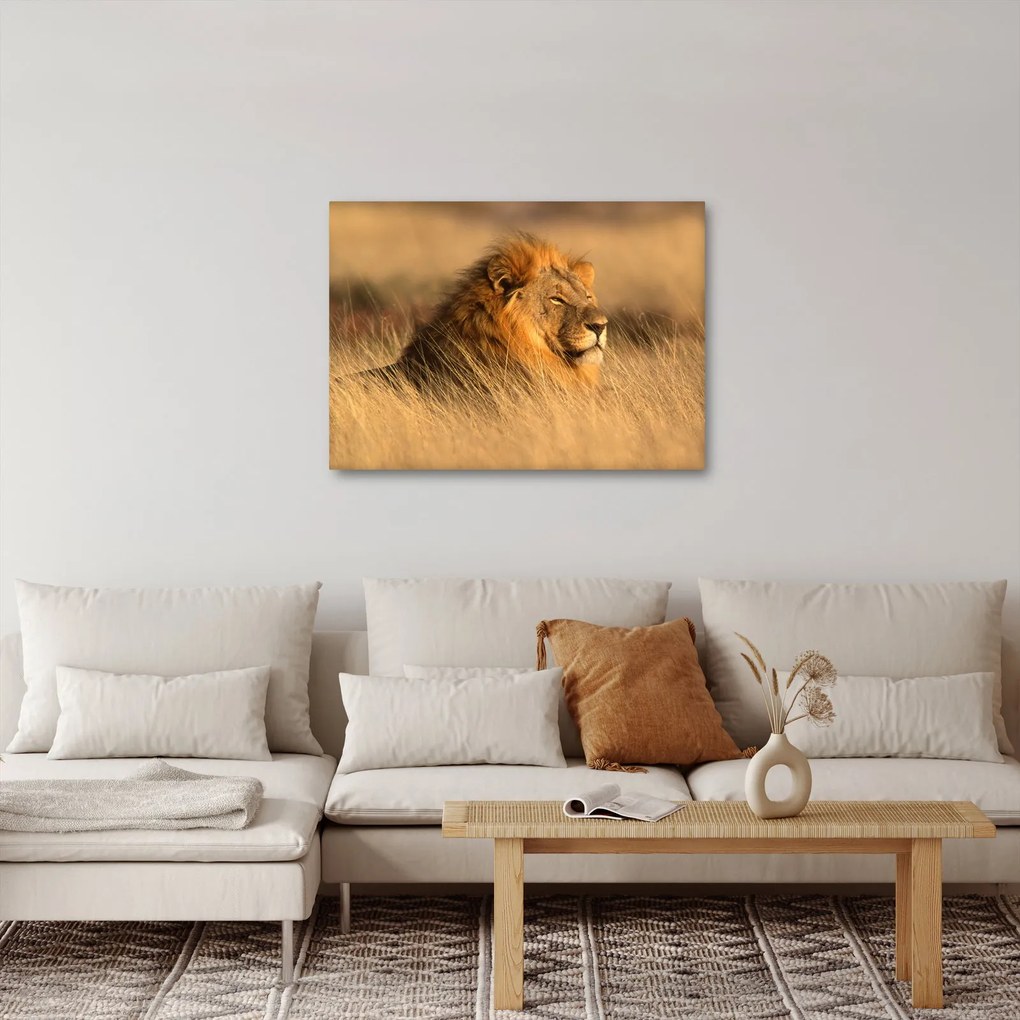 Obraz - Národný park Etosha (70x50 cm)