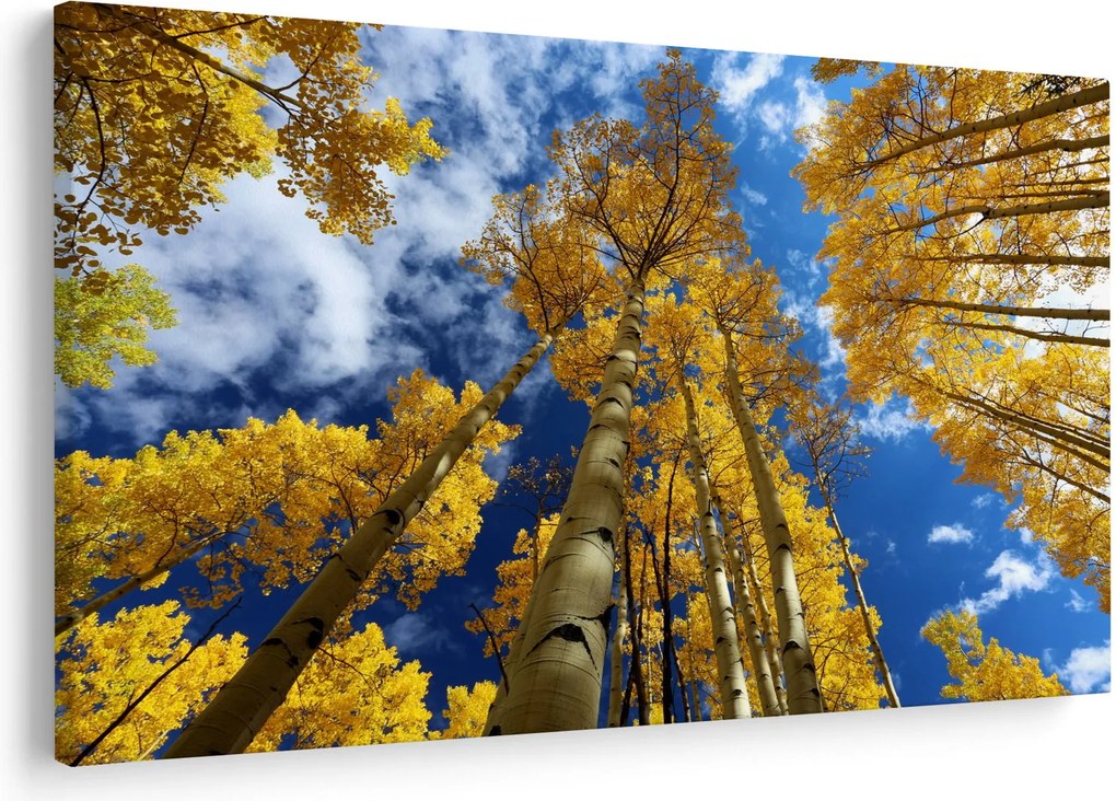 Obraz - Aspen (90x60 cm)