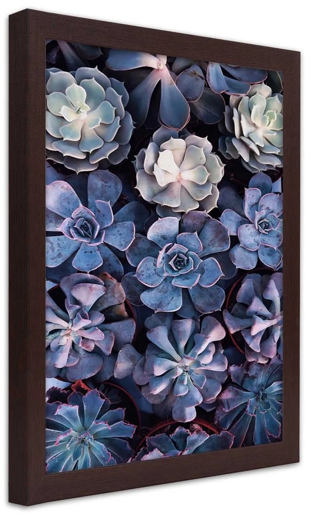 Gario Plagát Zbierka sukulentov Farba rámu: Bez rámu, Rozmery: 30 x 45 cm