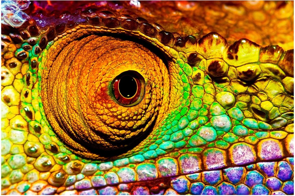 Obraz - Chameleon (90x60 cm)