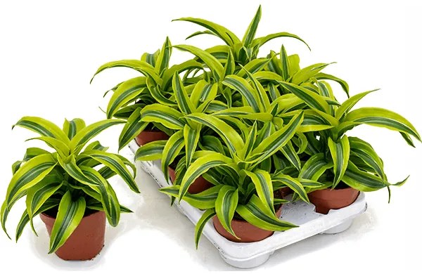 Dracaena lemon surprise 8/tray 12x20 cm