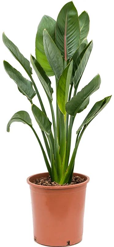 Strelitzia reginae 30x105 cm