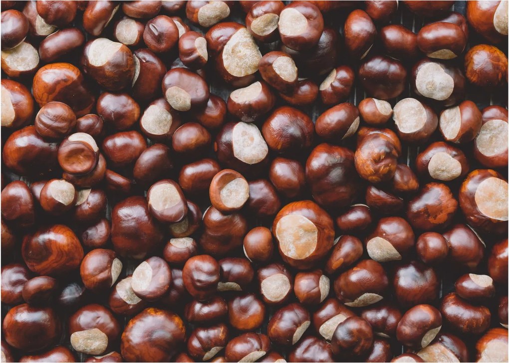 Sklenený obraz - Zrelé gaštany (70x50 cm)