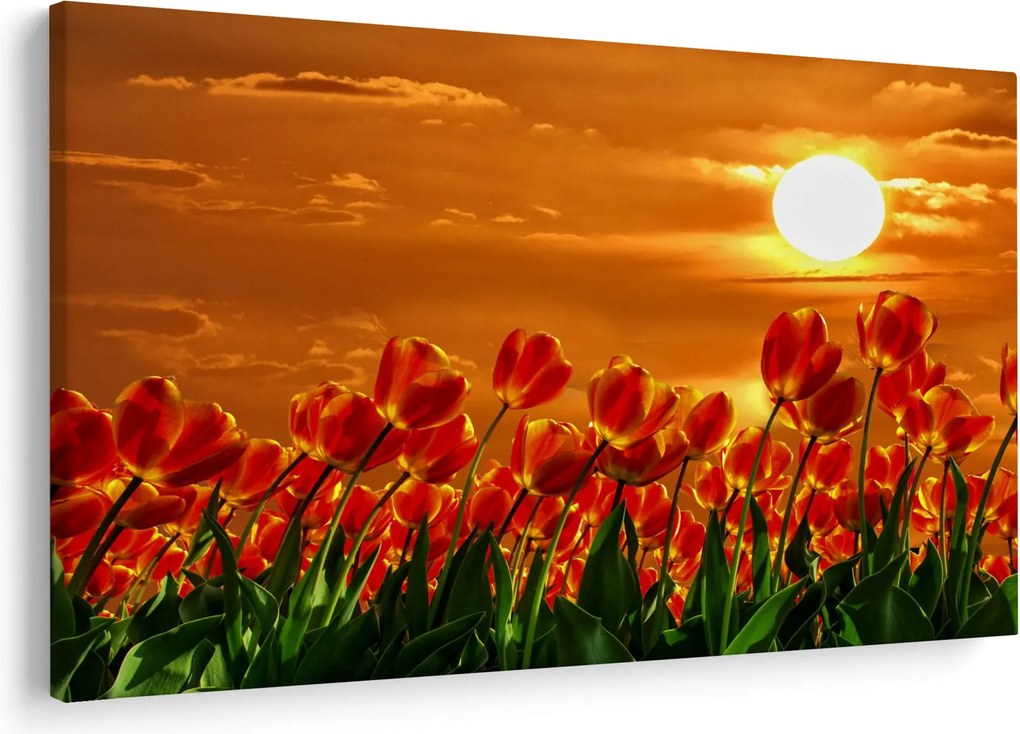 Obraz rozkvitnutého lánu s tulipánmi (90x60 cm)