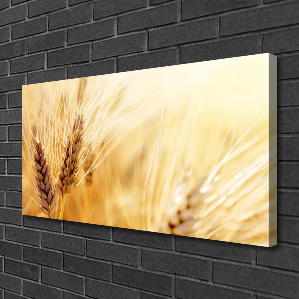 Obraz Canvas Pšenica rastlina príroda 140x70 cm