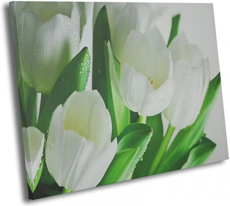 CARO Obraz na plátne - White Tulips 40x30 cm