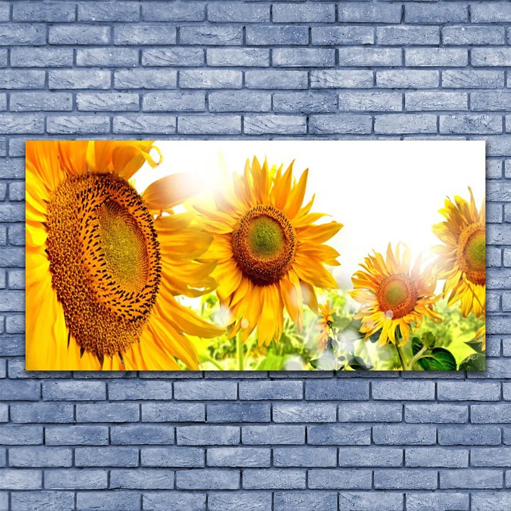 Obraz plexi Slnečnica kvet rastlina 120x60 cm