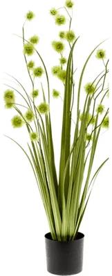 Grass pompom Green in plastic pot v.85 cm
