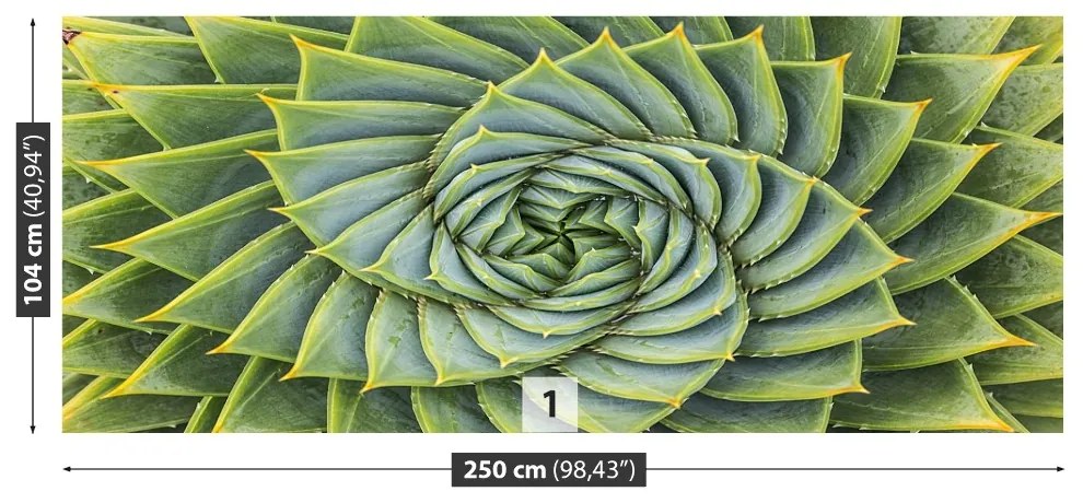 Fototapeta Vliesová Aloe symmetry 152x104 cm